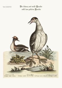 黒と白のドブチックと耳のあるドブチク、1749-73